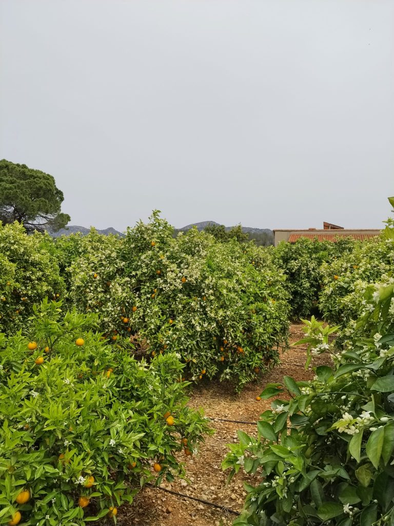 WhatsApp Image 2026-04-11 at 15.55.35 (1)