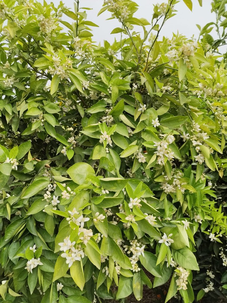 WhatsApp Image 2026-04-11 at 15.55.36