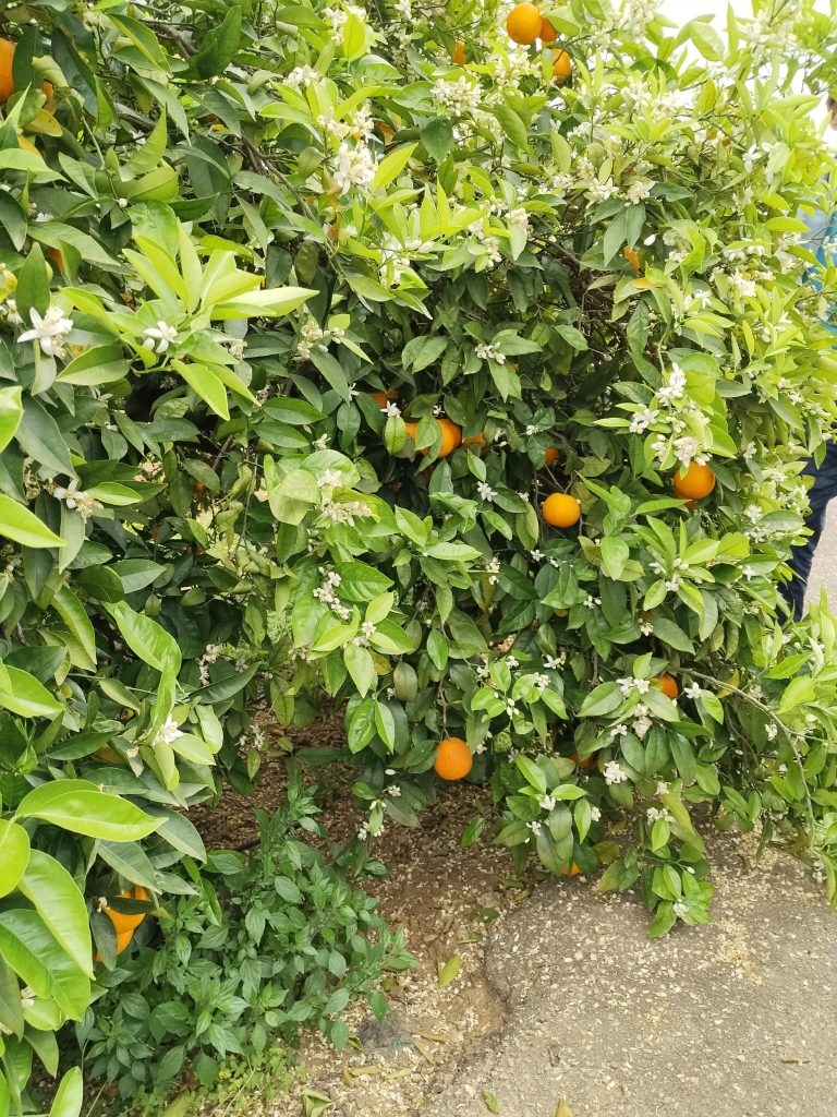 WhatsApp Image 2026-04-11 at 15.55.37